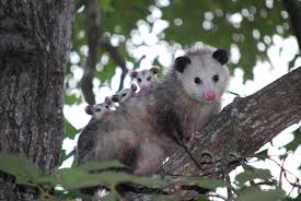 wildlife removal of possums by Pro Trap Animal Removal & Pest Control in Southwestern Ontario