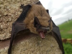 Is Your Home Protected From Bats? - Pro Trap Wildlife & Pest Management Is Your Home Protected From Bats in Southwestern Ontario