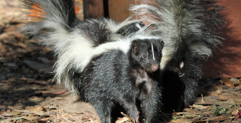 skunk-removal-by-Pro Trap Animal Removal & Pest Control in Southwestern Ontario