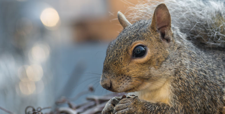 5 Signs You Have Squirrels in the Attic - Pro Trap Wildlife & Pest  Management