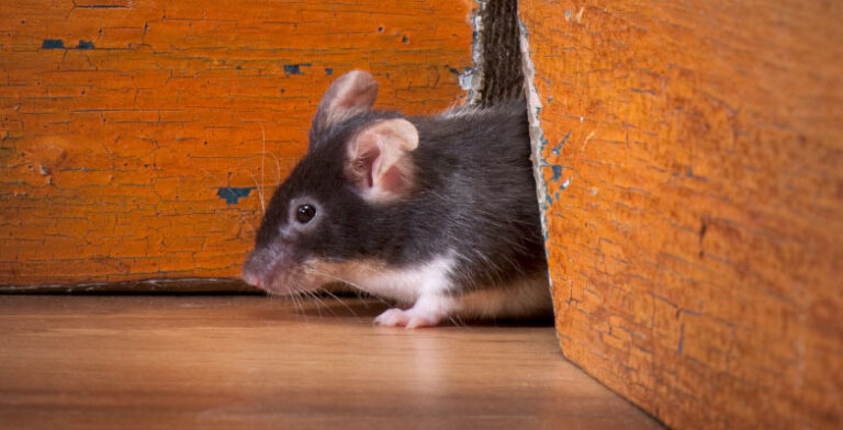 What To Do If You Have Mice