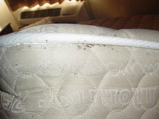 Bed Bug Mattress - Pro Trap Wildlife & Pest Management bedbugs
