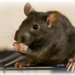 rodent eating kitchen food