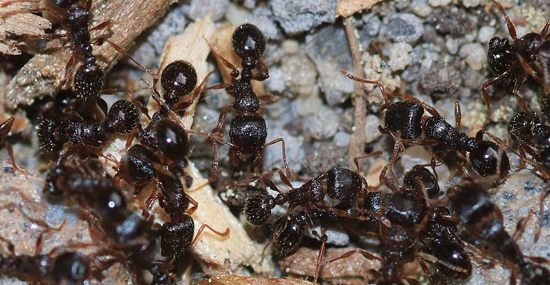 Ants in Southwestern Ontario: What you Need to Know