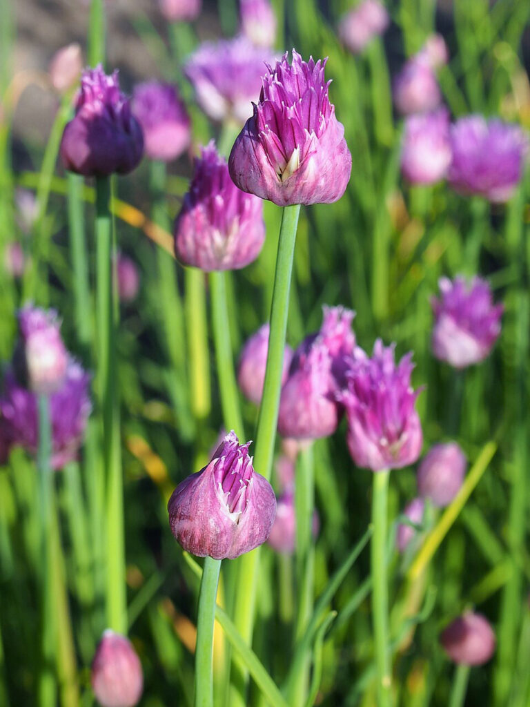 Alliums Flowers - Pro Trap Wildlife & Pest Management Alliums Flowers
