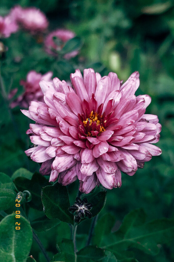 - Pro Trap Wildlife & Pest Management Chrysanthemums Flowers
