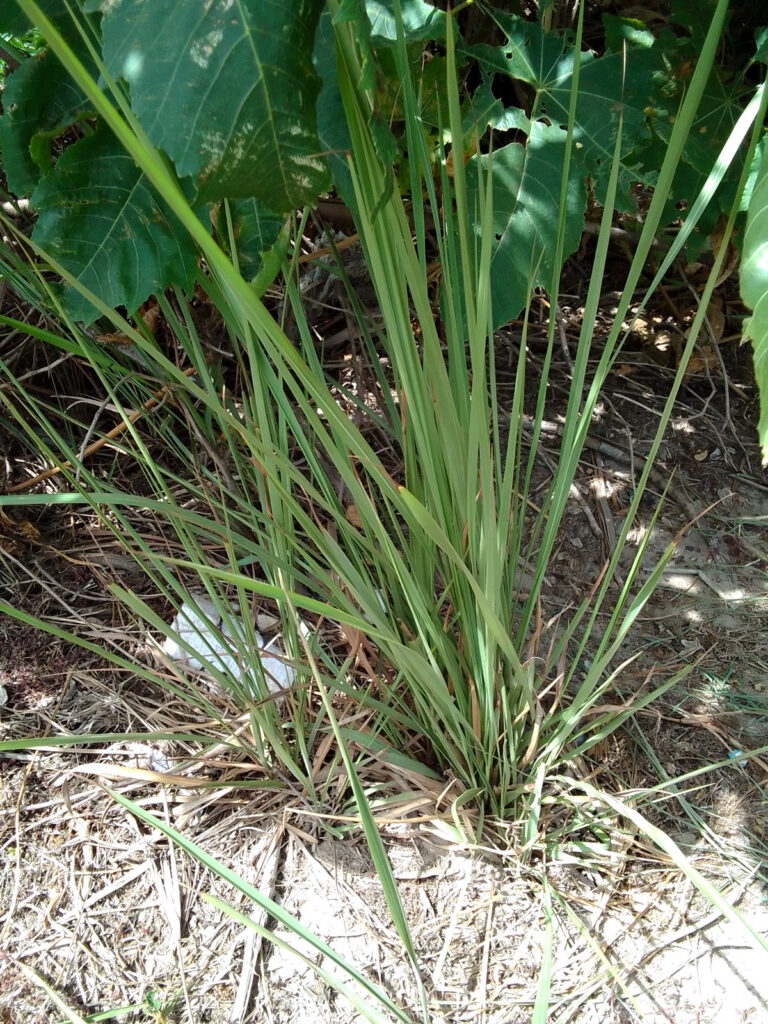 Citronella Plant to Avoid Bugs - Pro Trap Wildlife & Pest Management Citronella Grass to Avoid Bugs
