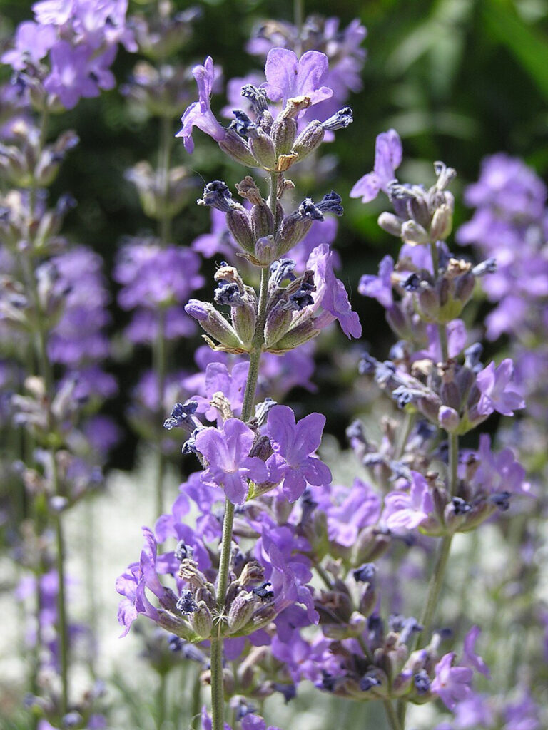 Lavender Flowers Natural Bug Repellet - Pro Trap Wildlife & Pest Management Lavender Flowers Natural Bug Repellet