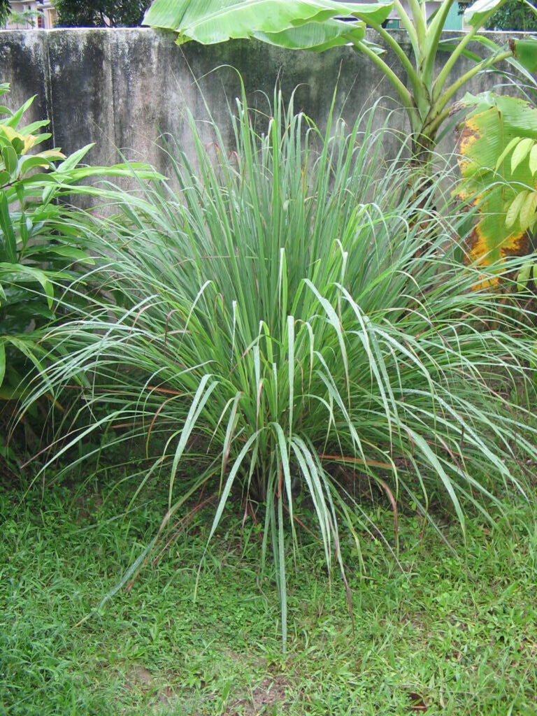 Lemongrass - Pro Trap Wildlife & Pest Management Tall Lemongrass