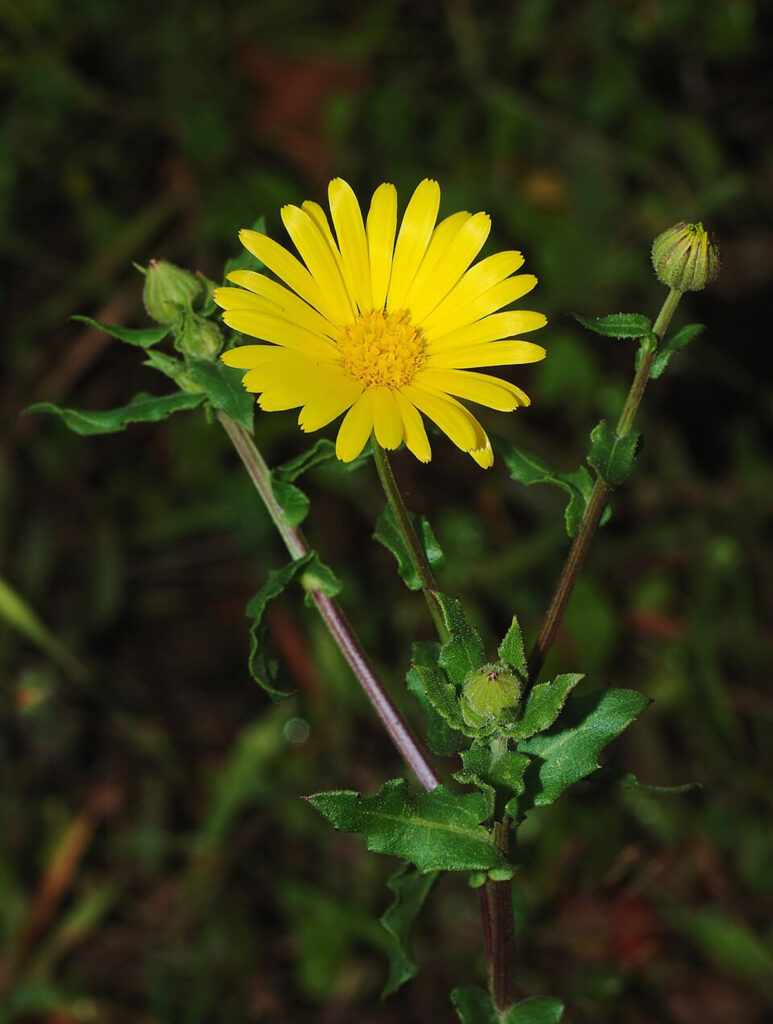 Marigold - Pro Trap Wildlife & Pest Management Marigold Flower
