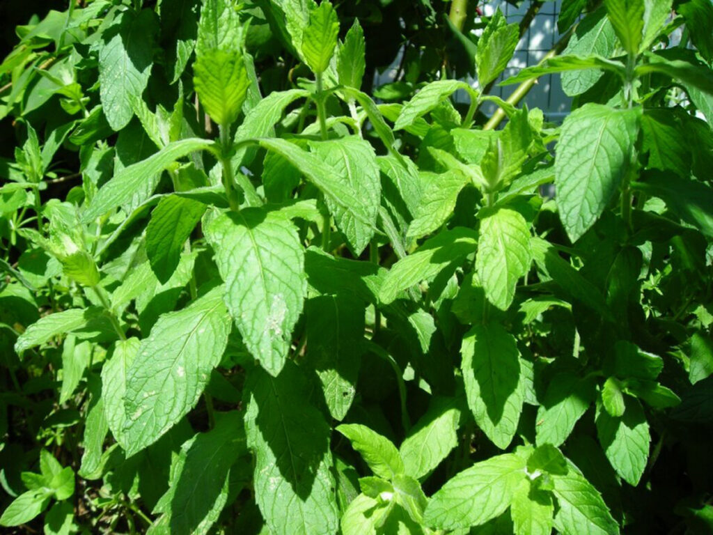 Mint - Pro Trap Wildlife & Pest Management Mint for keeping bugs away