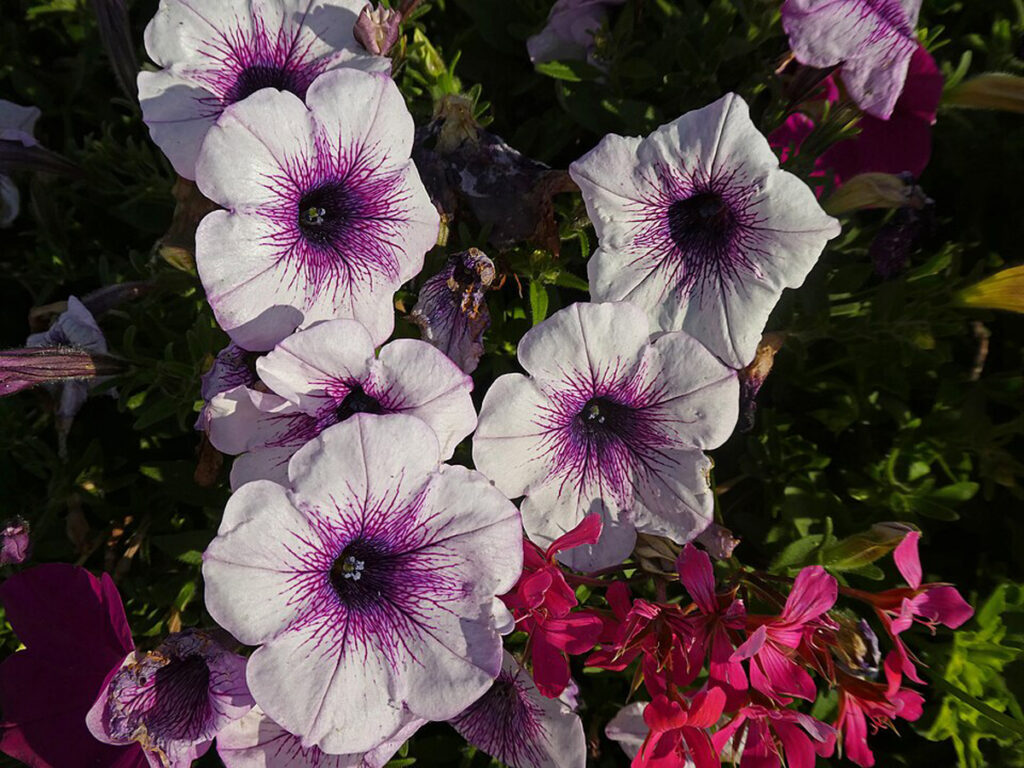 Petunias - Pro Trap Wildlife & Pest Management Petunias Flowers