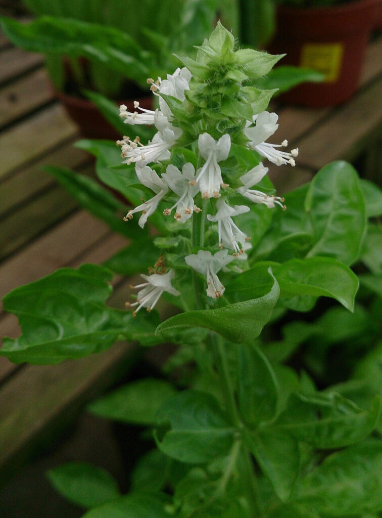 Sweet Basil - Pro Trap Wildlife & Pest Management Sweet Basil