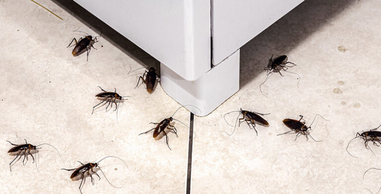 Detecting Early Signs of Pest Infestation: What You Need to Do - Pro ...