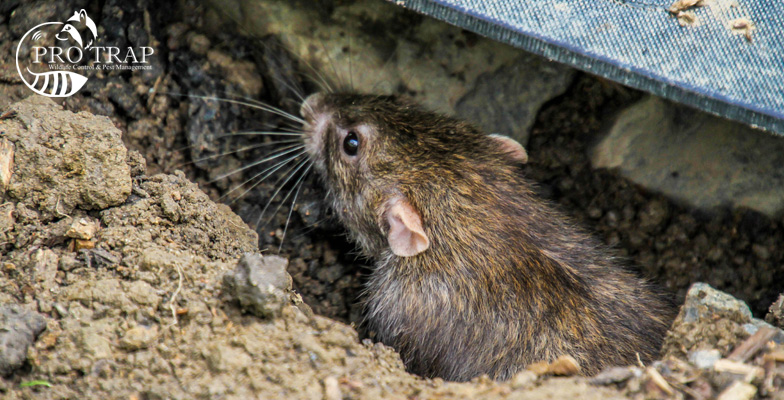 Diseases Spread by Rodents in Ontario