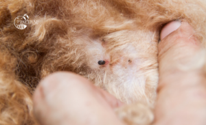 Protect Your Pets from Fleas across Windsor Essex Ontario