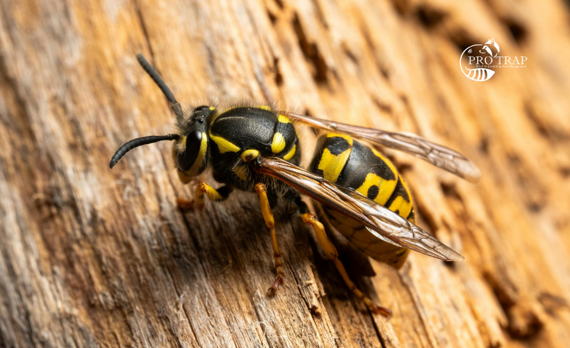 Yellow Jacket Wasp - Pro Trap Wildlife & Pest Management Yellow Jacket Wasp