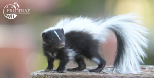Ontario Wildlife Removal Laws - Pro Trap Wildlife & Pest Management - Pro Trap Wildlife & Pest Management Baby skunk with fluffy tail on a wooden surface; Pro Trap logo in the top-left corner.