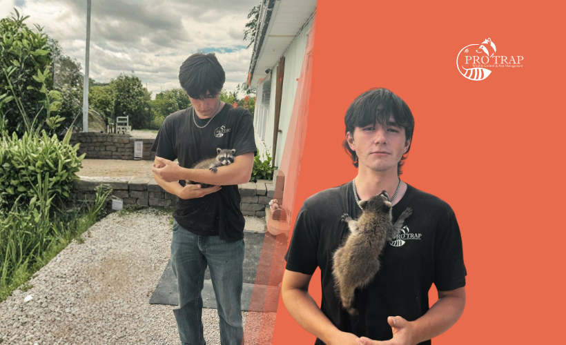 Ontario Wildlife Removal Laws