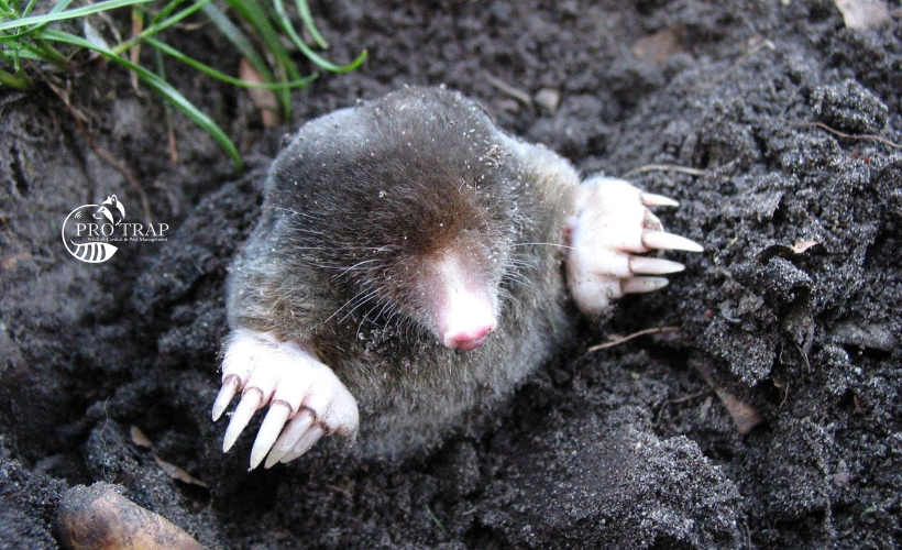 Mole Removal in Windsor-Essex Ontario